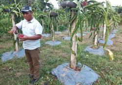 भट्ट फाँटका कुमाल ड्रागन फलको खेतीमा लोभिँदै